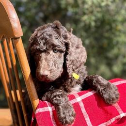 Sugarbee - Brown male Poodle puppy in Julian, California from Above the Pines Poodles