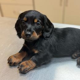 Cheddar - Black and tan female Dachshund puppy in Boston, Kentucky from Boston Crossing