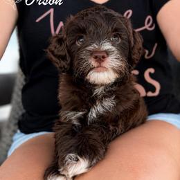 Orson - Chocolate male Goldendoodle puppy in Van Alstyne, Texas from Forest Haven Doodle Co.