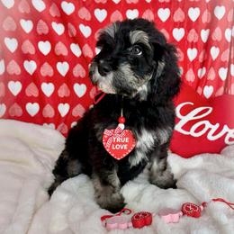 Comet - Tri-color male Bernedoodle puppy in Lookout, California from Remington Kennels, LLC