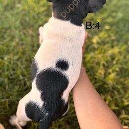 Rat Terrier Puppies from FA puppies