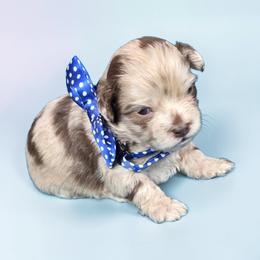 Rolo - Merle male Shihpoo puppy in Delphos, Ohio from Route 66 Poodles & Doodles, Sapphire Shih-tzu's of Ohio