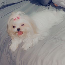 Shih Tzus from Dream Acres