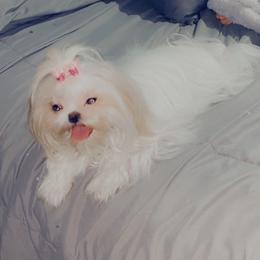 Shih Tzus from Dream Acres