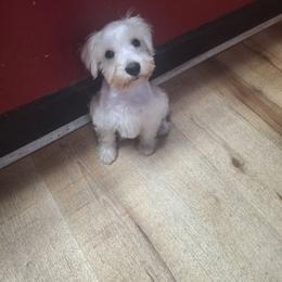 Spencer - White male Miniature Schnauzer puppy in Warrenville, South Carolina from All Paws Pet Resort