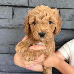 Daisy - Red  female Goldendoodle puppy in Phoenix, Arizona from Doodles of the Desert