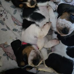 Basset Hound Puppies from Marvel-ous baby basset hounds