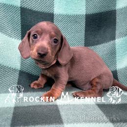 Pink - Blue and tan female Dachshund puppy in George West, Texas from Rockin M Kennel