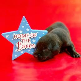 Woodie - Chocolate male Labrador Retriever puppy in Isle, Minnesota from Dog Ear Outfitters