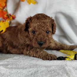 Coton de Tulear and Poodle Puppies from Legacy Pets