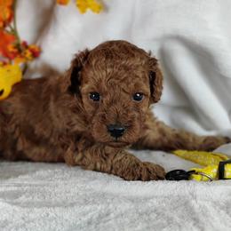Coton de Tulear and Poodle Puppies from Legacy Pets