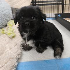 Tibetan Spaniel Puppies from Milissa Lose