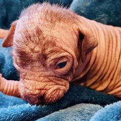 Xoloitzcuintli from Pnw xoloitzcuintli