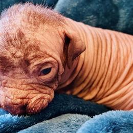 Xoloitzcuintli from Pnw xoloitzcuintli