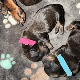 Valentine - Chocolate female Dachshund puppy in San Tan Valley, Arizona from Short Stack Miniature Dachshunds