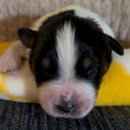 Ike - Black tri-color male Australian Shepherd puppy in Morrow, Ohio from OakHaven Acres Aussies
