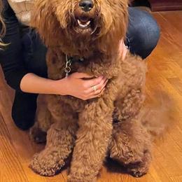 Goldendoodle Puppies from Zink Doodles