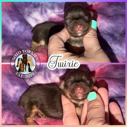 Twixie - Chocolate and tan female Yorkshire Terrier puppy in London, Kentucky from Soto Yorkies
