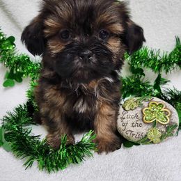 Havanese and Shih Tzu Puppies from Locust Creek Shih Tzu & Havanese