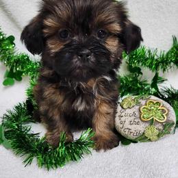Havanese and Shih Tzu Puppies from Locust Creek Shih Tzu & Havanese