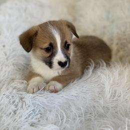 Cooper - Sable male Pembroke Welsh Corgi puppy in Morton, Mississippi from Southern Magnolia Corgis