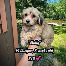 Molly - Cream female Assorted Doodle Crosses puppy in Coal City, Indiana from Angel Blue Dogs