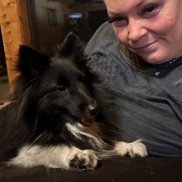 Charlie - Shetland Sheepdog