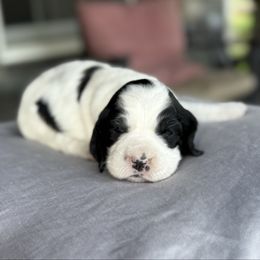 Phoenix - Black and white English Springer Spaniel puppy in Hillsboro, Virginia from Hillsboro Springers