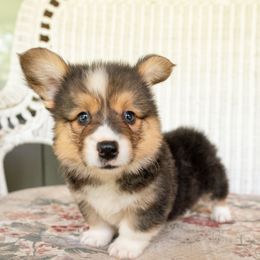 Patriot - Black and tan male Pembroke Welsh Corgi puppy in Adairsville, Georgia from Ingram's Corgis