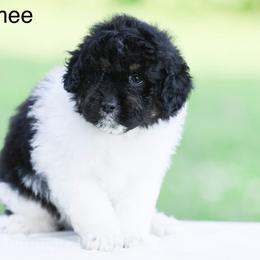 Smee - Black tri-color male Aussiedoodle puppy in Factoryville, Pennsylvania from North Mountain Doodles