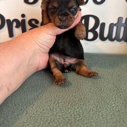 Grace - Black and tan female Yorkshire Terrier puppy in Clermont, Florida from Bella's Prissy Butts