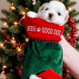 Shichon and Shih Tzu Puppies from Angie’s Teddy Bear Puppies Minnesota