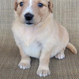 Princess   Golden Australian Retriever - Yellow female Australian Shepherd puppy in Limestone, Tennessee from Pilot Hill Teddy Bear Puppies
