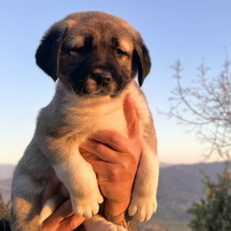 Anatolian Shepherd Dog Puppies from WanderDogs.Co