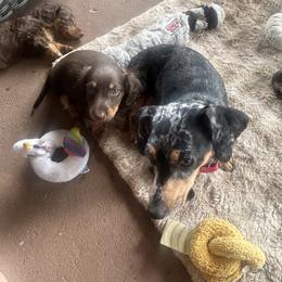 Dachshund Puppies from Dapper Doxie’s Select