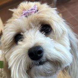 Havanese from A Royal Havanese Court
