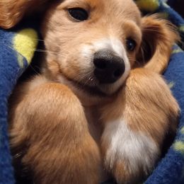 Dachshunds from Tri-State Countryside Doxie