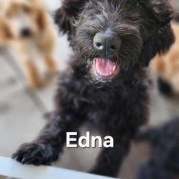 Edna - Black female Goldendoodle puppy in Goodyear, Arizona from The Earl Dood(le)s