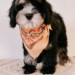 Cosmic Stardust - Merle male Australian Labradoodle puppy in Valley Springs, California from Blue Denim Doodles