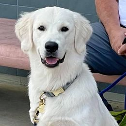 Golden Retrievers from Creme Brulee Goldens