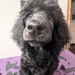 Poodle Puppies from Risa Poodles