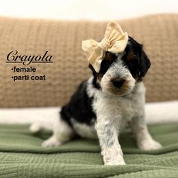 Crayola - Black and white female Bernedoodle puppy in Jackson, Mississippi from T.M. Poodles & Doodles