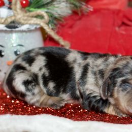 Jupiter - Dapple female Dachshund puppy in Bellville, Ohio from JK Mini Doxies