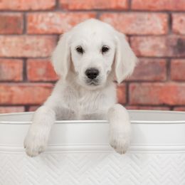 Mr Navy - Light golden Golden Retriever puppy in Sheridan, Indiana from Majestic Manor Goldens