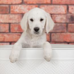 Mr Navy - Light golden Golden Retriever puppy in Sheridan, Indiana from Majestic Manor Goldens