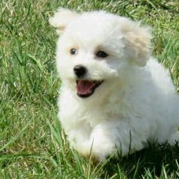 Bichon Frises from Bichon Delights