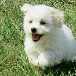 Bichon Frises from Bichon Delights