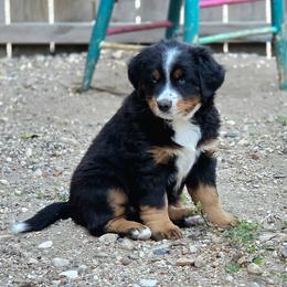 CLARA - Black female Companion Cross puppy in Viking, Minnesota from Son Shine Farm