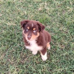Ransom - Red tri female Miniature Australian Shepherd puppy in Muskogee, Oklahoma from Tagalong Lane Australian shepherds