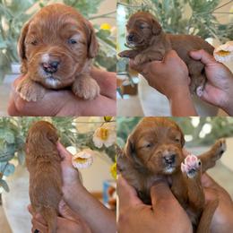 Patrick - Red male Bernedoodle puppy in Yuciapa, California from AlltheDoodlez_